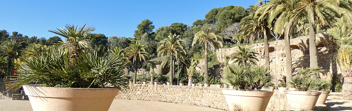 Palm Trees Path